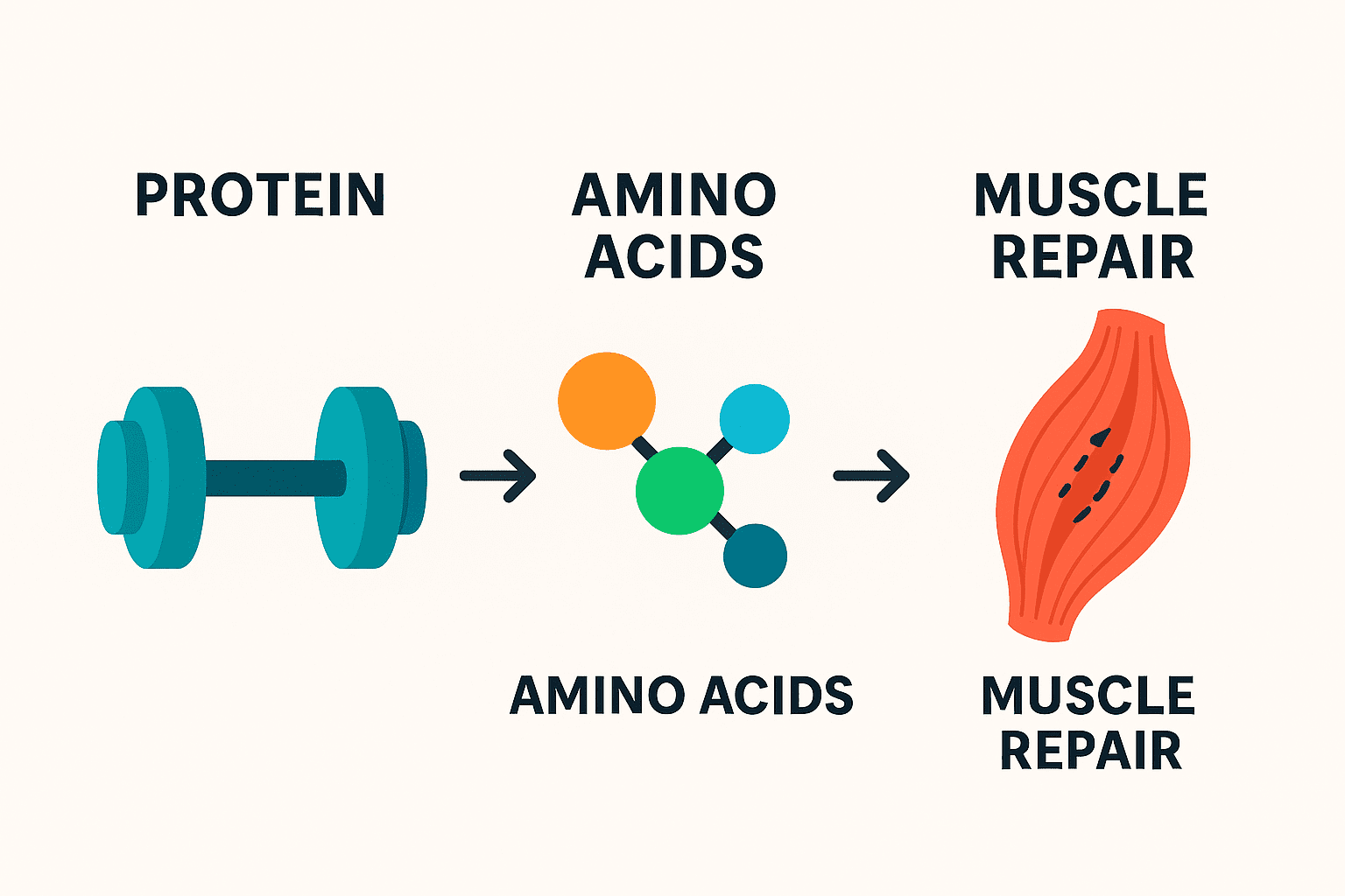 Muscle fibers rebuilding with amino acids after training